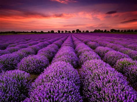 Download Nature Lavender HD Wallpaper