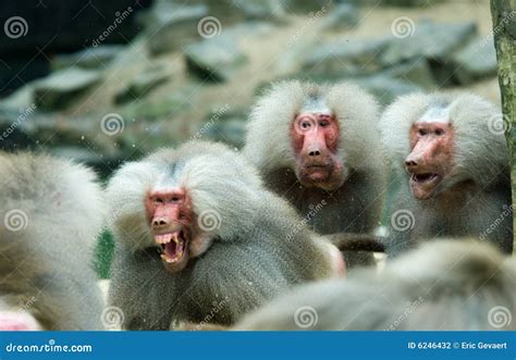 Baboon Stock Photography | CartoonDealer.com #18739478