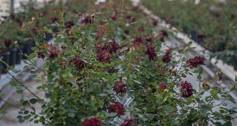 Turkey’s famous black rose to be cultivated in greenhouses - Daily Sabah