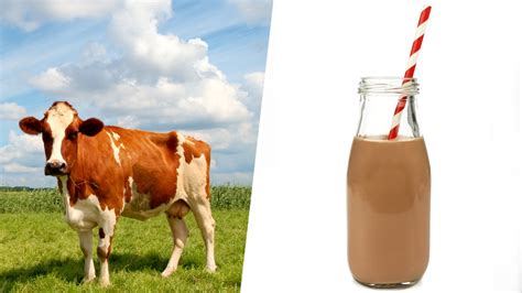 Does chocolate milk comes from brown cows? - TODAY.com