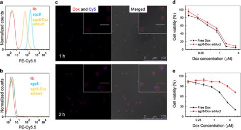 Drug-DNA adducts for targeted anticancer drug delivery in vitro. (a and ...