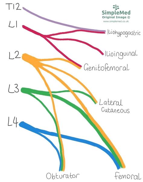 11. The Lumbar Plexus - SimpleMed - Learning Medicine, Simplified