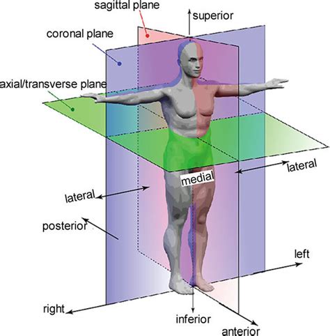 2 Anatomical planes and position definition. The axial plane also... | Download Scientific Diagram