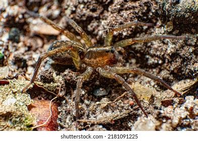 Wolf Spider Camouflaged Natural Habitat Stock Photo 2181091225 ...