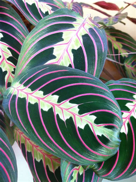 Beautiful Red Prayer Plant leaves add bold color to the sun room. | Plant leaves, Plants, House ...