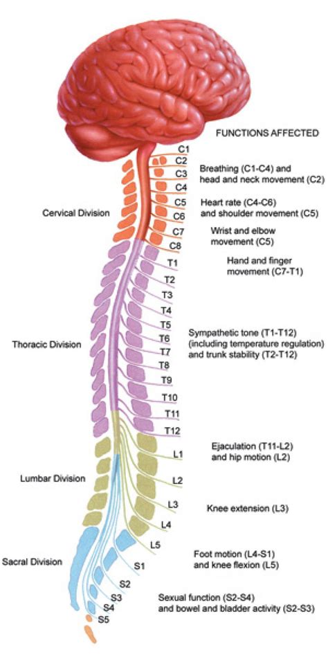 Brain And Spinal Cord Diagram Anatomy Chart Of Spinal Cord Labeled – Anatomy Diagram Pics ...