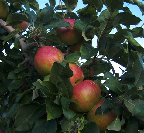 Honeycrisp Apples – Fruit Farm Community