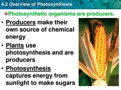 Photosynthetic organisms are producers. - ppt download