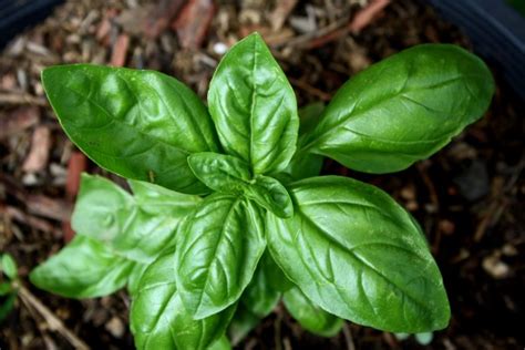 Sweet Basil Plant – Photos Public Domain