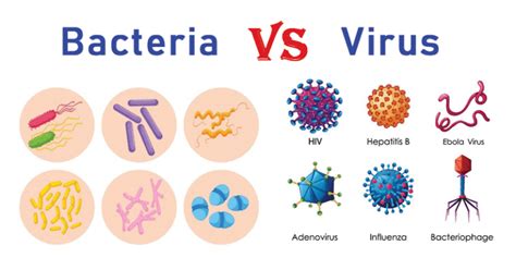 Difference between Virus and Bacteria - UPSC - UPSC Notes » LotusArise