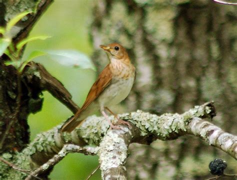 Veery - Rapidan Fire Road | Went on a day trip the first wee… | Flickr