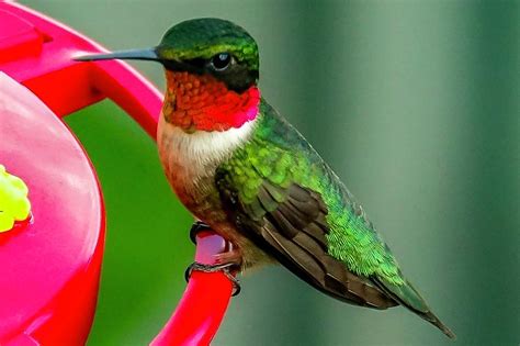 Ruby-throated Hummingbird at Feeder Photograph by Ronald Dickey