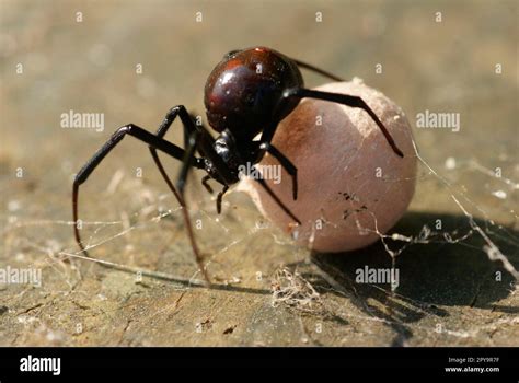 Black widow, North Carolina, USA Stock Photo - Alamy