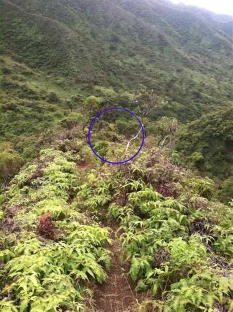 Family of missing Big Island hiker asking for public's help to identify man in photo