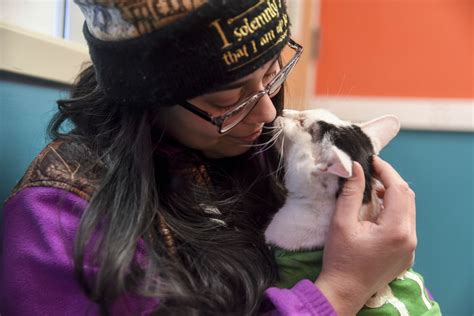 All paws in: Kitten Bowl at Hawk Creek Animal Shelter - West Central ...