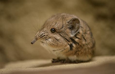 Sengis aka elephant shrew