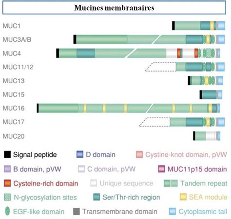 structure des mucines membranaires de la famille MUC. EGF : "epidermal ...