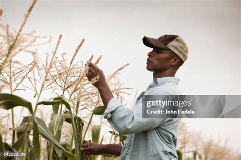 22,663 African Crops Stock Photos, High-Res Pictures, and Images ...