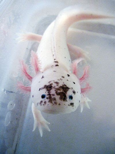 38 best Axolotl!!!!! ≽( ᴗ )≼ images on Pinterest | Axolotl, Amphibians and Animaux