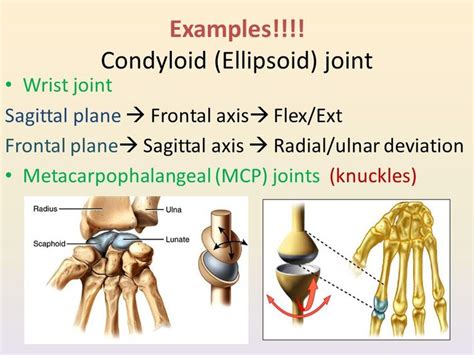 Image result for metacarpophalangeal ellipsoidal joint | Joint, Sagittal plane, Flex