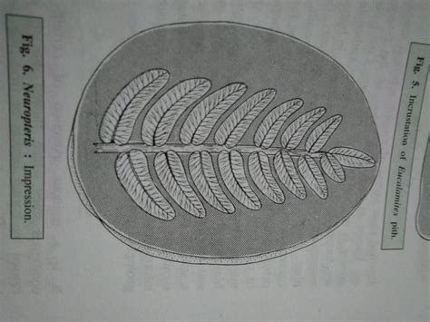 Types of Fossils( Paleobotany continued) -23/07/2020 | Langat Singh ...