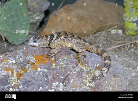 Crevice Spiny Lizard Stock Photo - Alamy