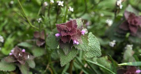 39 Common Weeds That You Can Eat or Use for Medicine