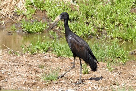 African Waterbirds – Nature Photography