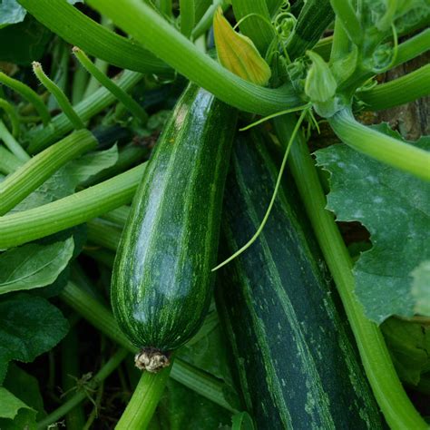 Cocozelle Zucchini | Green zucchini, Zucchini, Seeds