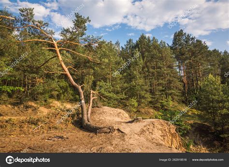 Forest over the Pilica river near Sulejow, Lodzkie, Poland — Stock ...