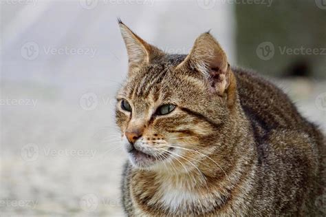 beautiful stray cat portrait 2542229 Stock Photo at Vecteezy