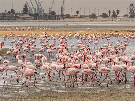 Flamingos am Strand von Walvis Bay Foto & Bild | meer, natur, strand Bilder auf fotocommunity