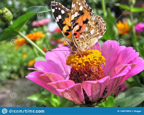 Close-up of a Monarch Butterfly Stock Photo - Image of flora, insect ...