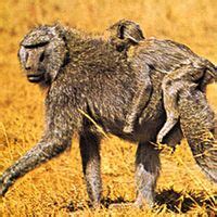 Baboon | African Primate, Social Behavior & Adaptations | Britannica