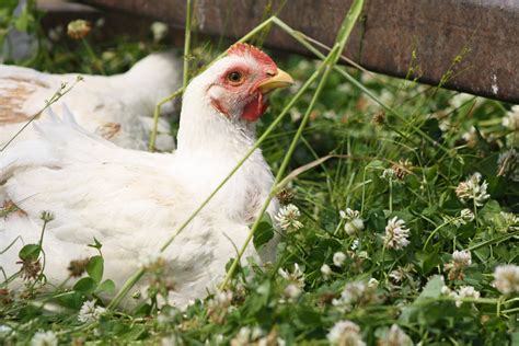 Pasture-raised Chicken – Walker Farms ,LLC