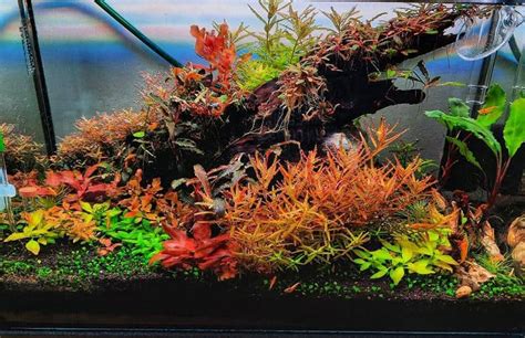 12 Colorful Red Aquarium Plants for Your Home or Office