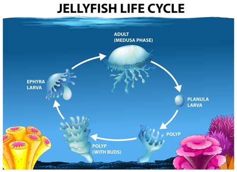 Jellyfish life cycle diagram 303318 Vector Art at Vecteezy