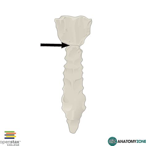 sternal angle Archives - AnatomyZone