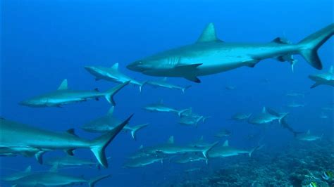 Grey Reef Sharks in Coral Reef Ecosystems | Britannica