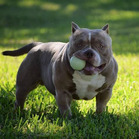 Pocket Pits Puppies / Ole Smoky Mountain Moonshine Pocket American Bully Puppy At 4 Weeks Of Age ...