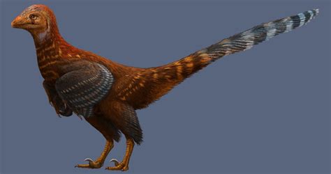 A New Chicken-like Dinosaur Discovered in China | TIME