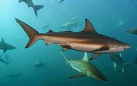 Animals of the world: Copper shark