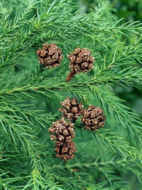 Japanese Cedar (cryptomeria Japonica) Photograph by Geoff Kidd/science Photo Library - Fine Art ...