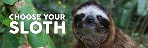 Adopt a Sloth ️ The Sloth Conservation Foundation