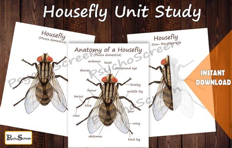 Housefly Life Cycle Unit Study MINI Printable Flies Bundle | Etsy