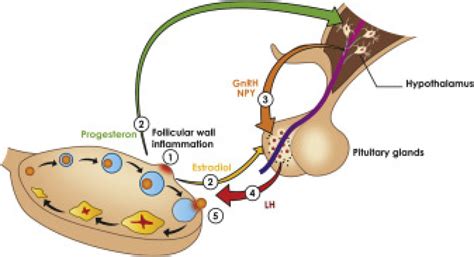 IVF.net - Luteinizing hormone–independent rise of progesterone as the physiological trigger of ...