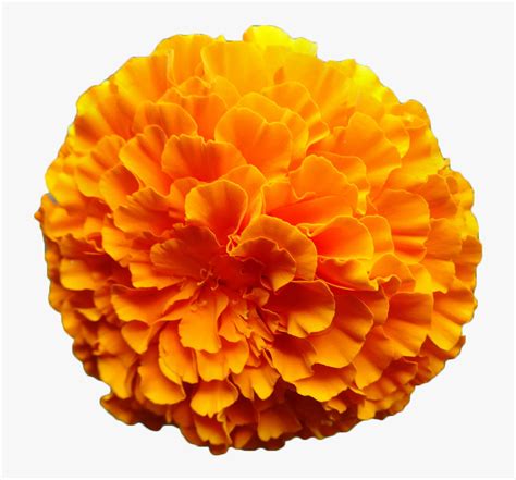 Clip Art Marigold Watercolor - Zendu Flower Toran Png, Transparent Png ...