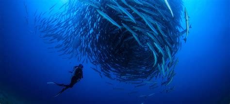 Marine Biologist With Animals