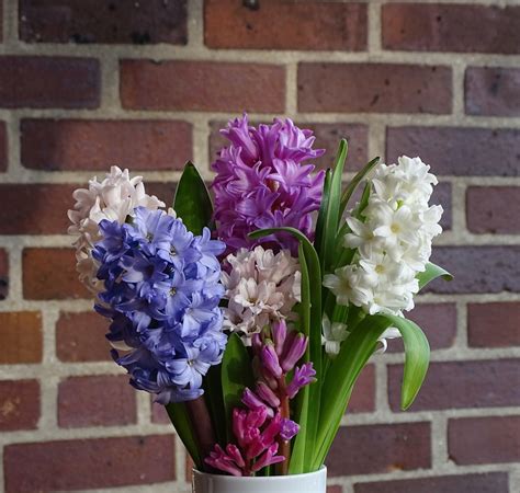 How to Care for Hyacinths - HubPages