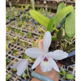 Laelia Rubescens (Orkid Species) | Shopee Malaysia